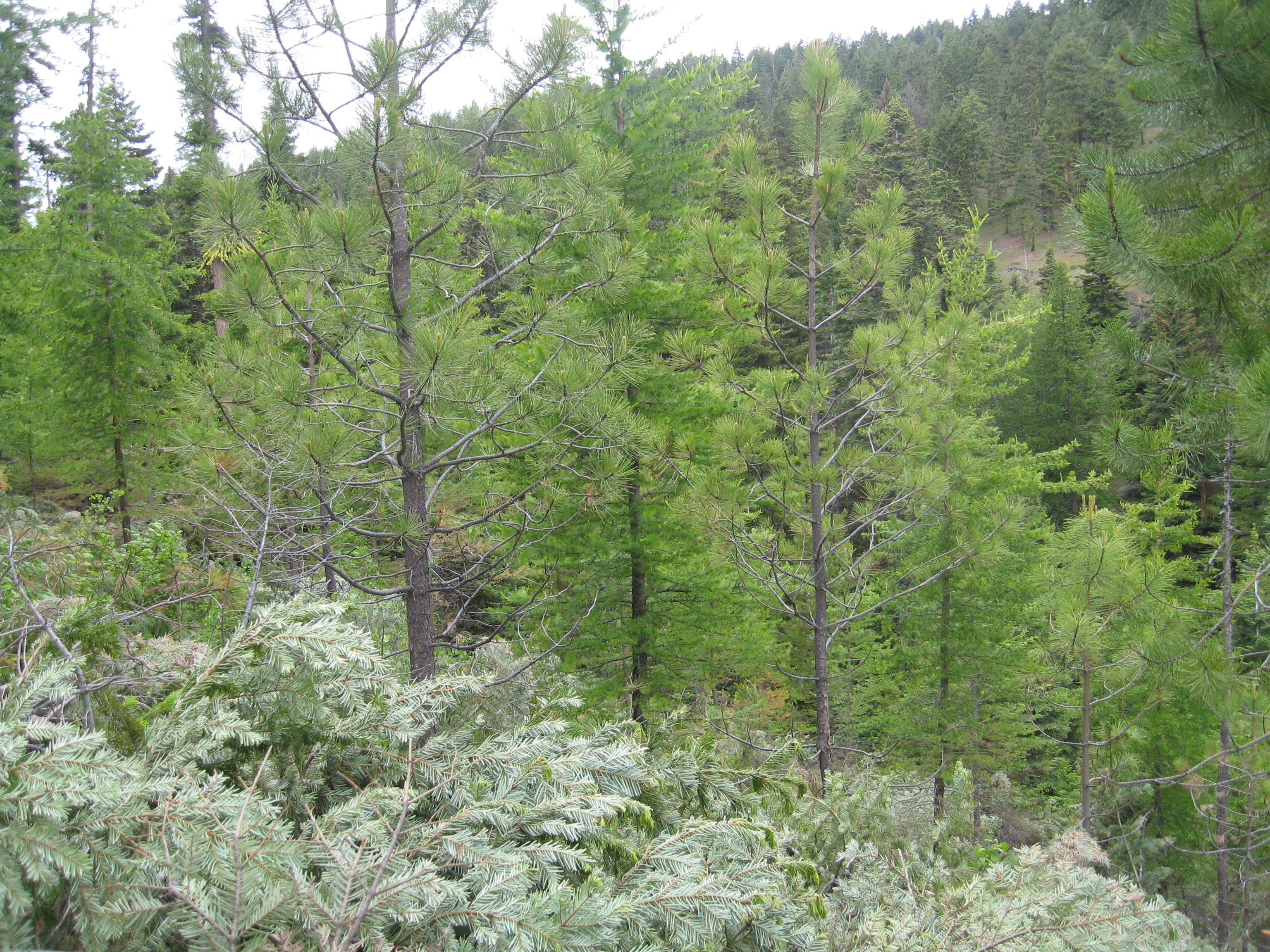 Cle Elum Watershed Restoration