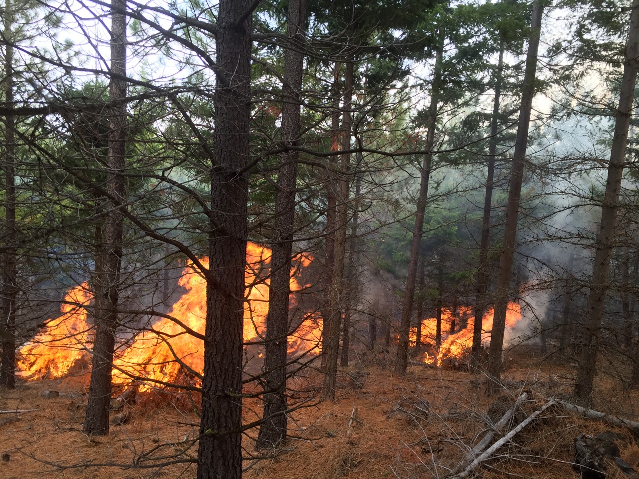 2016: Prescribed Fire Pilot Project