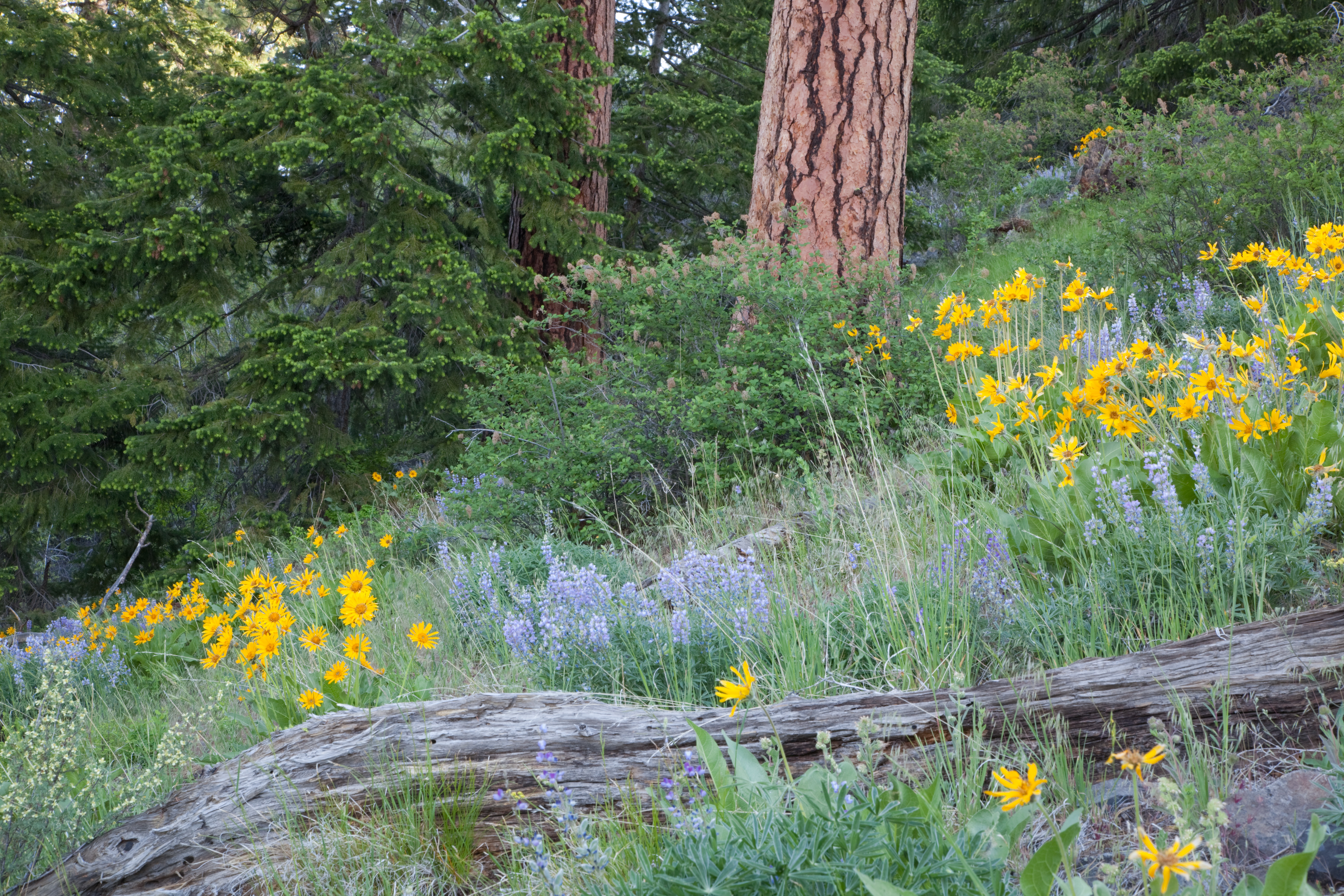 2016: Dry Creek Stewardship