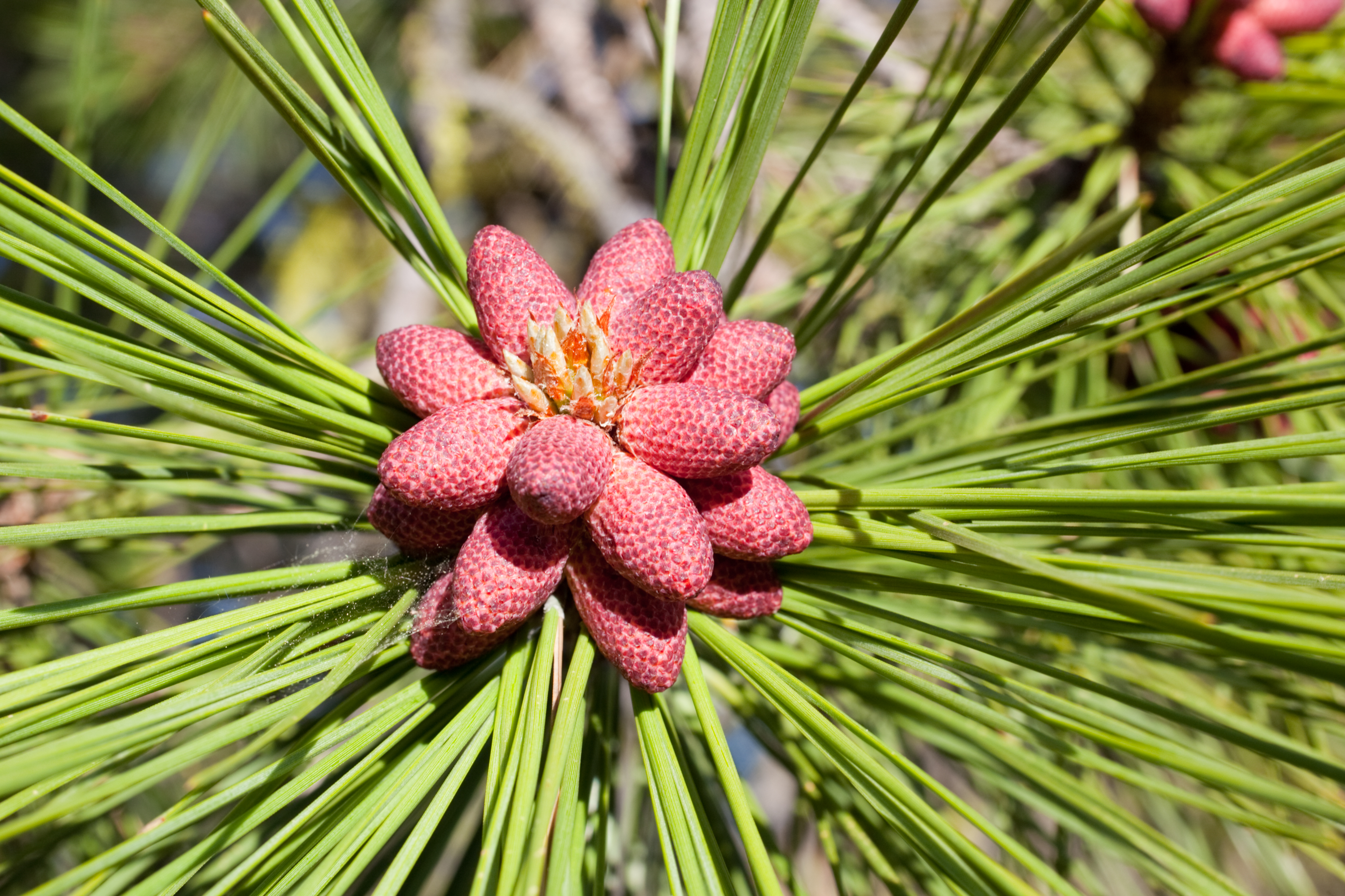 Collaborative Forest Landscape Restoration Program<br>