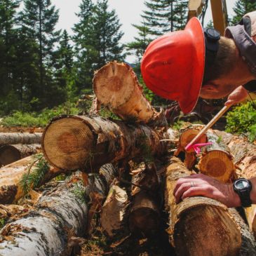 RESTORING THE FOREST: Restoration project aims to improve recreation and nature